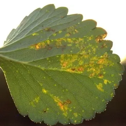 thumbnail for publication: Angular Leaf Spot of Strawberry